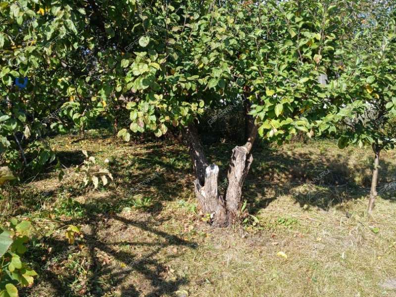 сад на улице Строкина