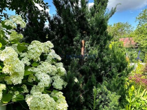 dacha-snt-druzhba-snt-druzhba фото