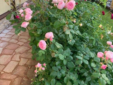 dom-derevnya-shumilovo-bogorodskiy-municipalnyy-okrug фото