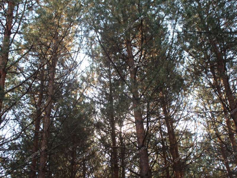 имущественный комплекс под недвижимость под гостиничный бизнес на  деревня Хмелевка