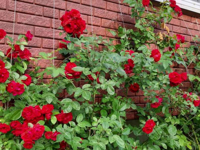 двухкомнатная квартира на Воинская дом 5 рабочий посёлок Большое Козино