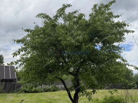 dom-derevnya-piyaichnoe-sosnovskiy-rayon фото