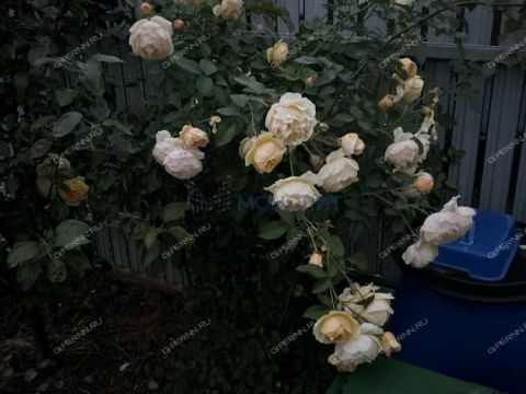 taunhaus-zhdanovskiy-sp-kstovskiy-rayon фото