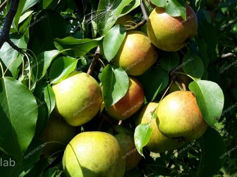 dom-derevnya-frolovskoe-kstovskiy-rayon фото