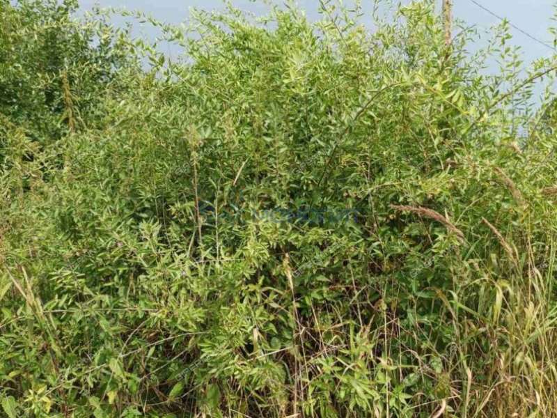 дом на - село Симбилей