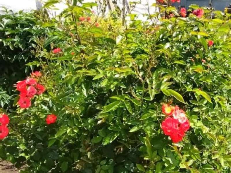 дом на улице Глебова деревня Новоликеево