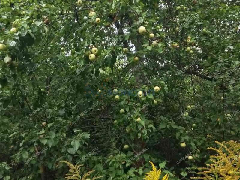 дача на 40 лет Октября тер. СНТ