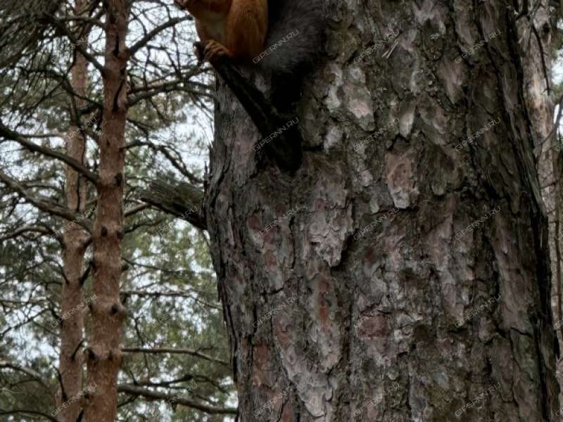 трёхкомнатная квартира на проспекте Циолковского дом 65 город Дзержинск